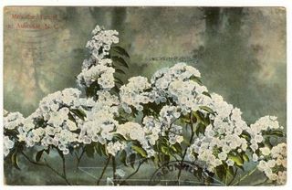 Mountain Laurel Closeup, Asheville, North Carolina : norman-martin-north-carolina-nc-asheville-0576.jpg [4658564-595320208]