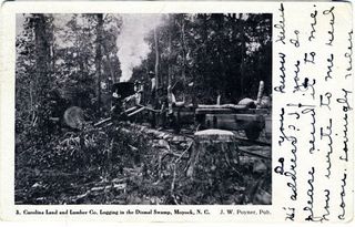 norman-martin-north-carolina-nc-great-dismal-swamp-0001.jpg, Great Dismal Swamp, North Carolina : norman-martin-north-carolina-nc-great-dismal-swamp-0001.jpg [2904820-1320205]