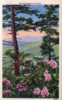 norman-martin-north-carolina-nc-great-smoky-mountains-0038.jpg, Great Smoky Mountains, North Carolina : norman-martin-north-carolina-nc-great-smoky-mountains-0038.jpg [2894801-55128208]