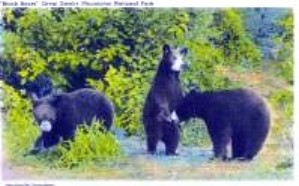 norman-martin-north-carolina-nc-great-smoky-mountains-0041.jpg, Great Smoky Mountains, North Carolina : norman-martin-north-carolina-nc-great-smoky-mountains-0041.jpg [2894804-55299186]