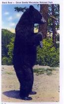 norman-martin-north-carolina-nc-great-smoky-mountains-0050.jpg, Great Smoky Mountains, North Carolina : norman-martin-north-carolina-nc-great-smoky-mountains-0050.jpg [2894813-55129209]