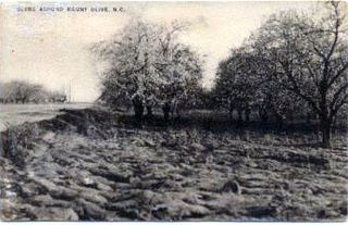 norman-martin-north-carolina-nc-mount-olive-0004.jpg, Mount Olive, North Carolina : norman-martin-north-carolina-nc-mount-olive-0004.jpg [1803067-4320207]