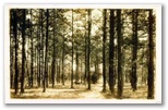 norman-martin-north-carolina-nc-pinehurst-0007.jpg, Pinehurst, North Carolina: norman-martin-north-carolina-nc-pinehurst-0007.jpg [1362186-32320201]