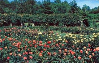 norman-martin-north-carolina-nc-raleigh-0151.jpg, Raleigh, North Carolina : norman-martin-north-carolina-nc-raleigh-0151.jpg [1232034-226320204]