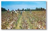 norman-martin-north-carolina-nc-smithfield-0001.jpg, Smithfield, North Carolina: norman-martin-north-carolina-nc-smithfield-0001.jpg [791292-6320199]