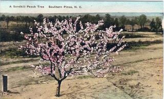 norman-martin-north-carolina-nc-southern-pines-0002.jpg, Southern Pines, North Carolina : norman-martin-north-carolina-nc-southern-pines-0002.jpg [761221-67320194]