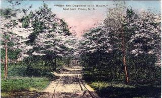 norman-martin-north-carolina-nc-southern-pines-0045.jpg, Southern Pines, North Carolina : norman-martin-north-carolina-nc-southern-pines-0045.jpg [761264-67320194]
